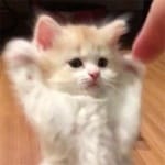 Ana Sofía Escalante Avatar